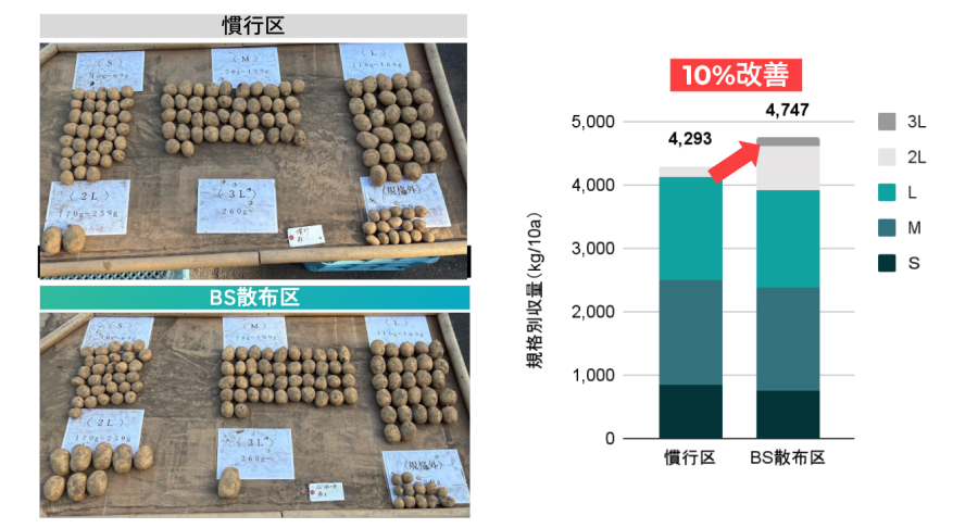 馬鈴薯（更別村）試験区と対照区の対比