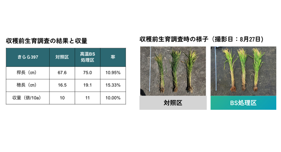 水稲（旭川市）試験区と対照区の対比