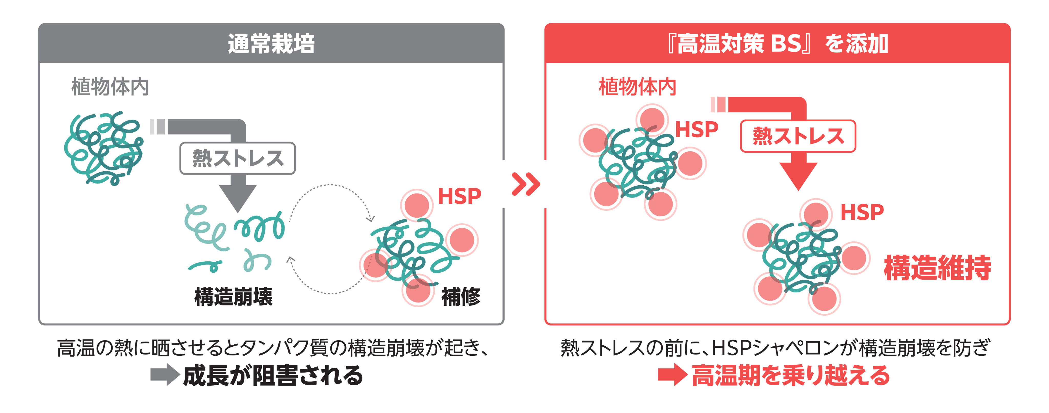 HSPが活性化するメカニズムのダイアグラム